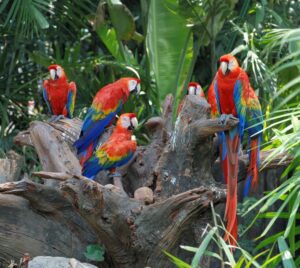 see parrots